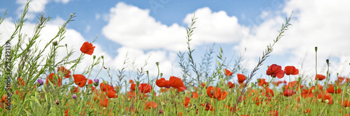 Fleurs sauvages