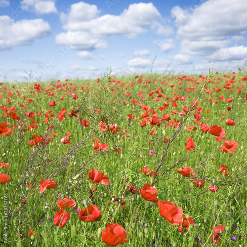 Coquelicots