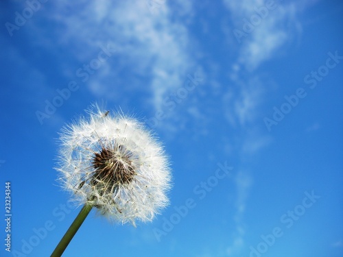 diente de león