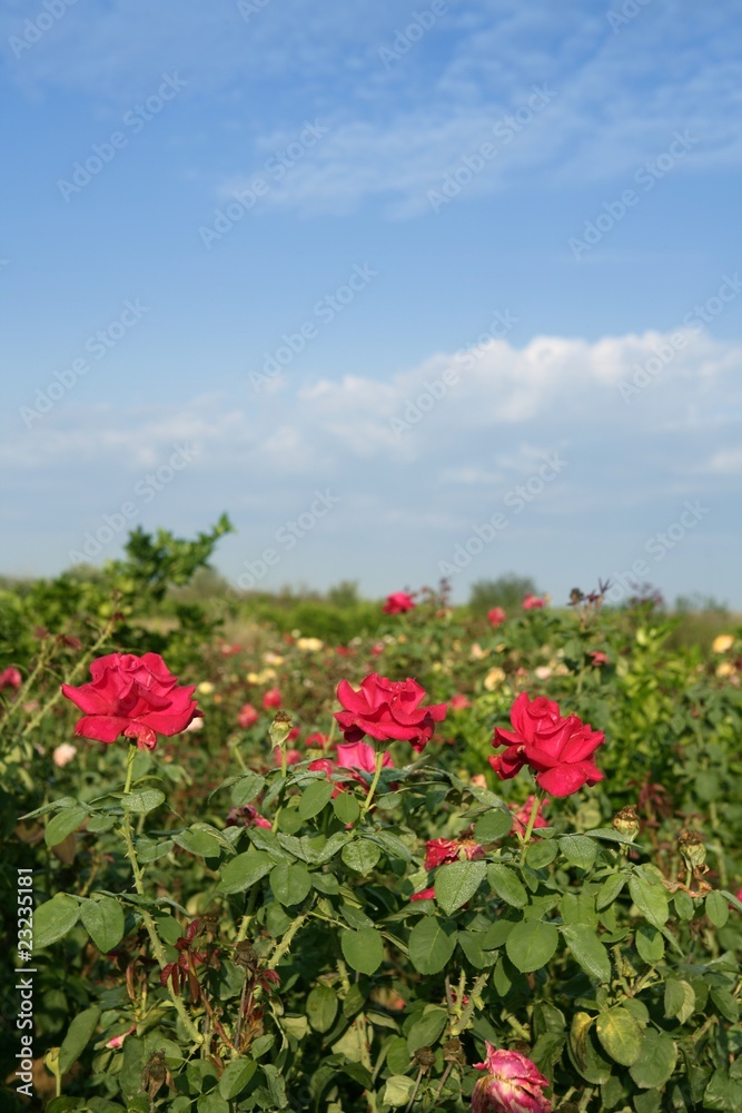 Agriculture of rose ornamental flowers field