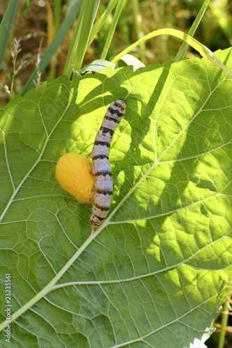 silkworm ringed silk worm cocoon on mulberry leaf