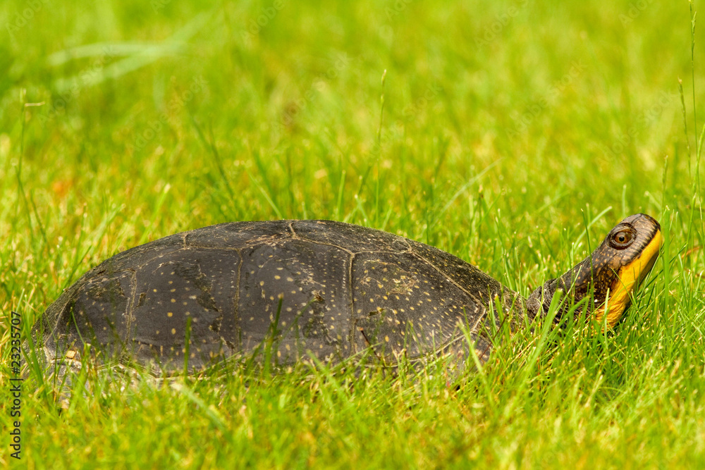 Fototapeta premium Turtle in grass