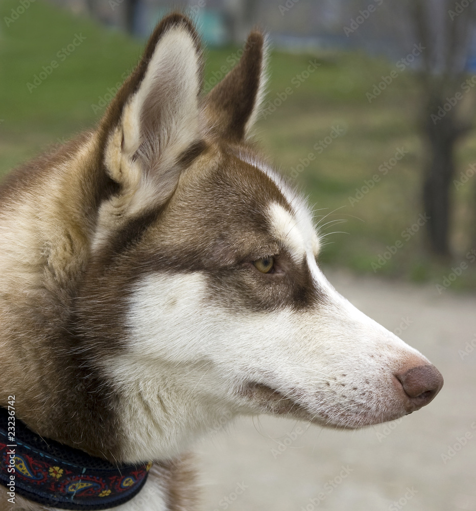 Siberian rideable husky ( portrait in  profile)