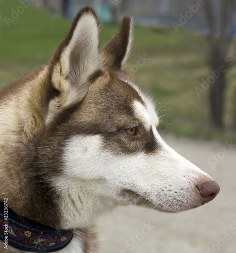 Siberian rideable husky ( portrait in  profile)
