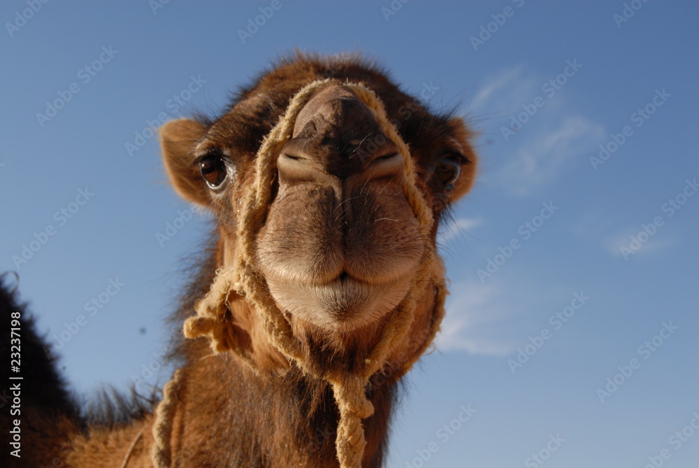 Fototapeta premium Kamel in der Sahara