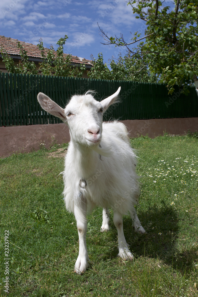 Obraz premium wondering goat
