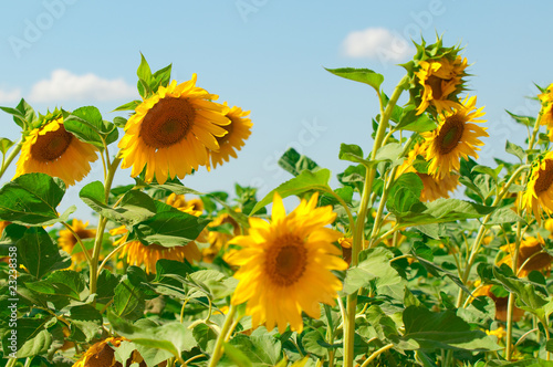 Field of flowers