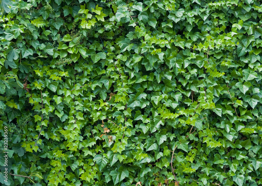 Fototapeta premium Climbing ivy background.