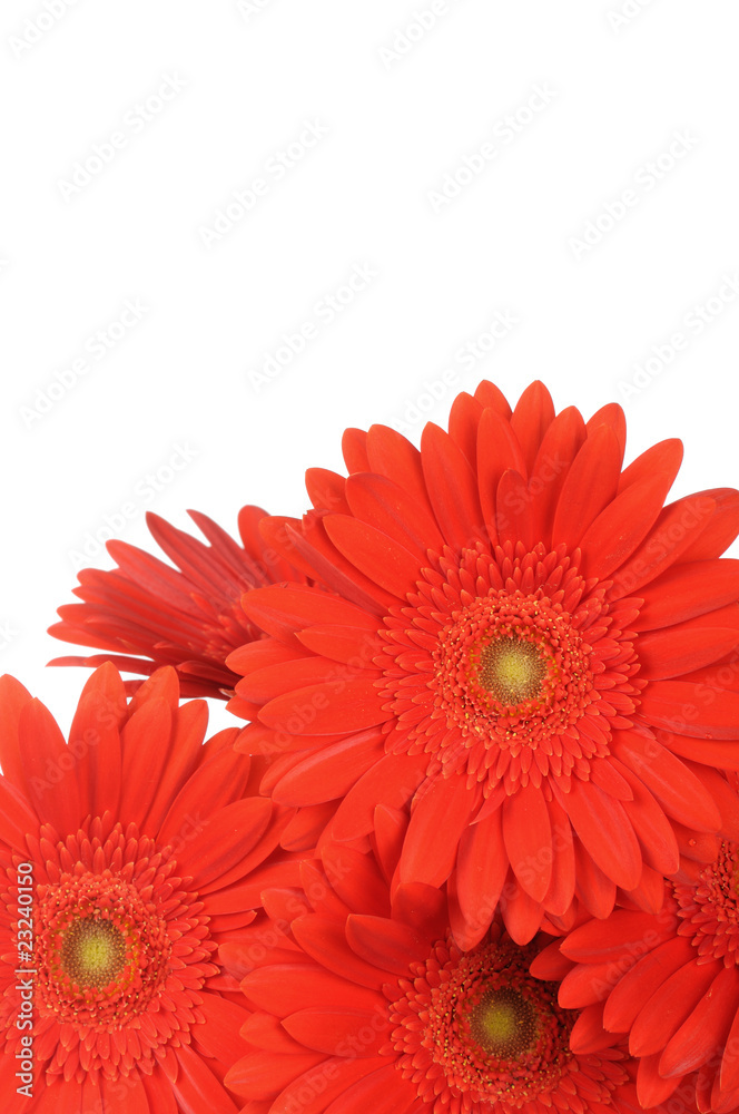 Gerber flowers isolated on white background