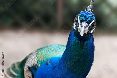 Ritratto del pavone blu curioso