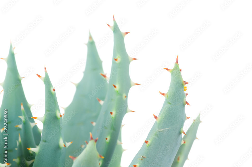 Aloe isolated on white background Aloe isolated on white background