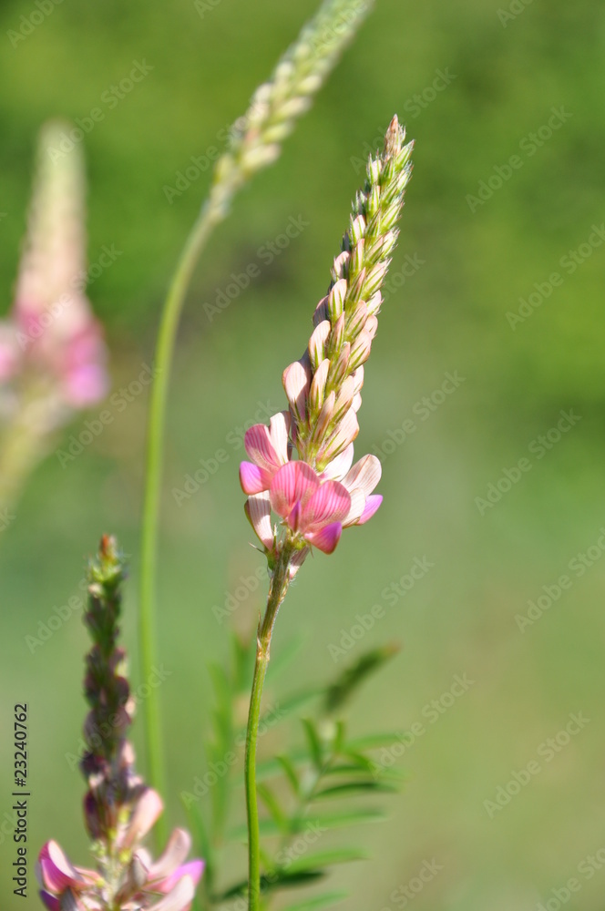 fleurs sauvage