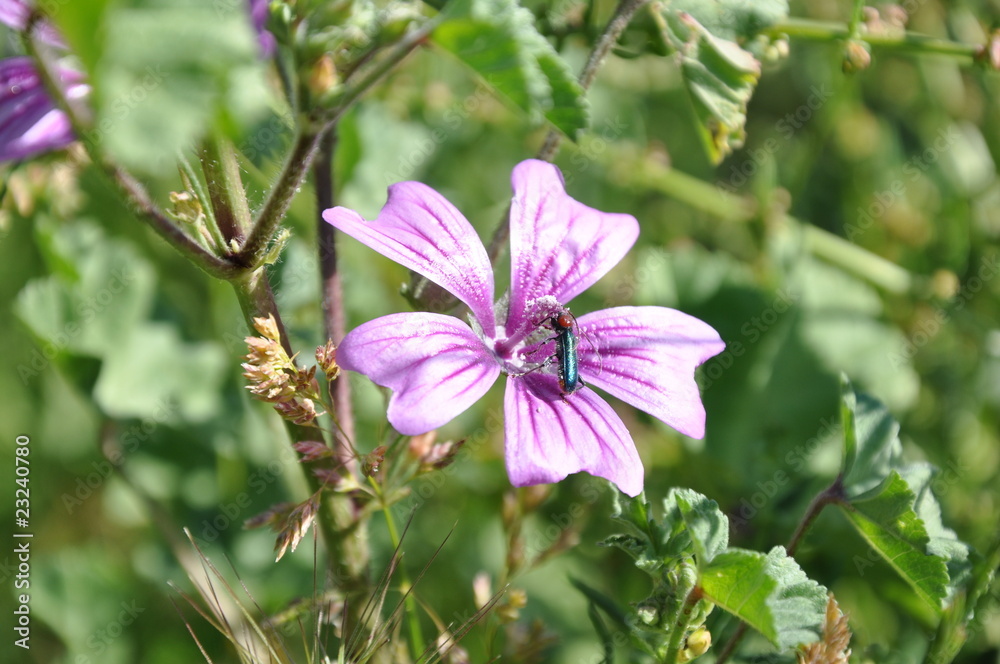 repas d'un insecte