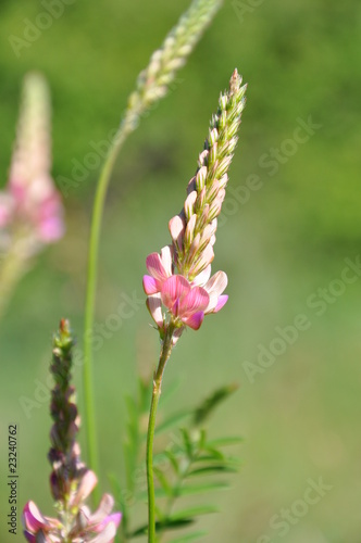 fleurs sauvage