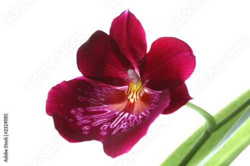 Blooming red orchids flower isolated on white background