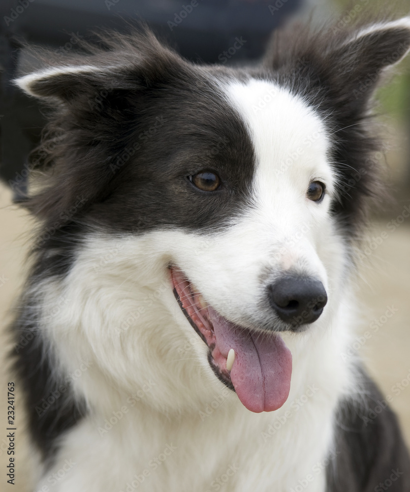 Dog breed border- collie ,  portrait