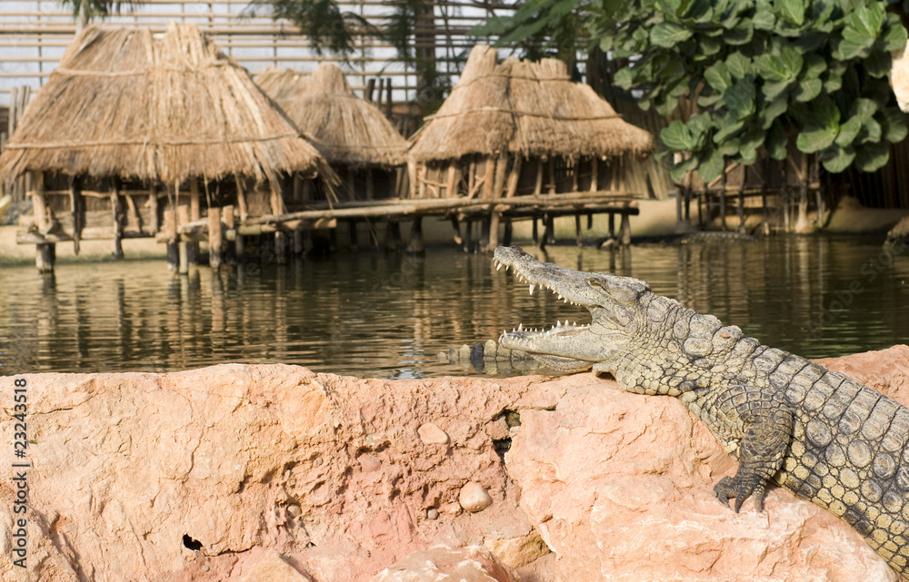 Naklejka premium crocodile