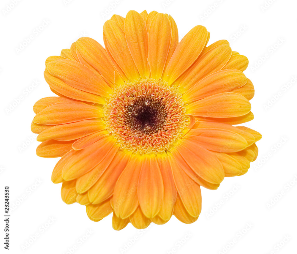 Gerbera flower isolated on white background Gerbera flower isolated on white background