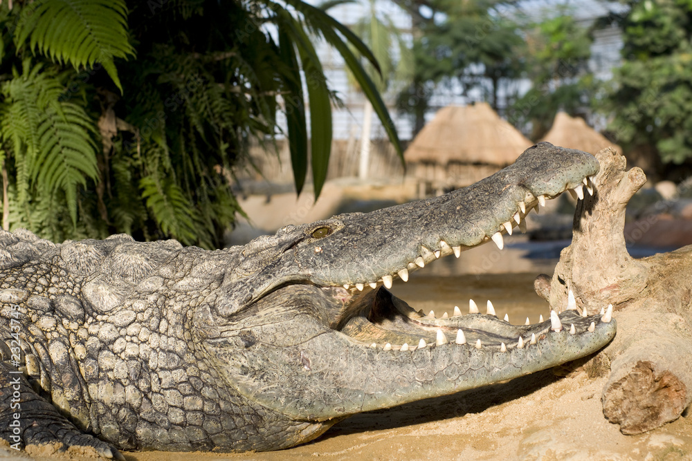 Obraz premium crocodiles