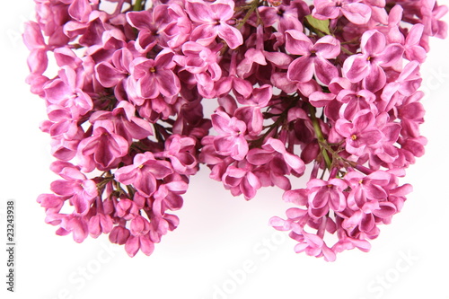 Pink lilac on white background