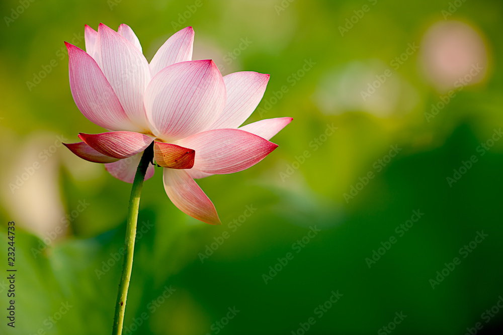 Pink Lotus with nice green background