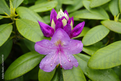 Rhododendron Bl  te