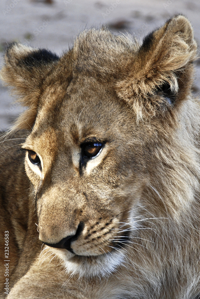 Fototapeta premium Leone nel parco Ghobe