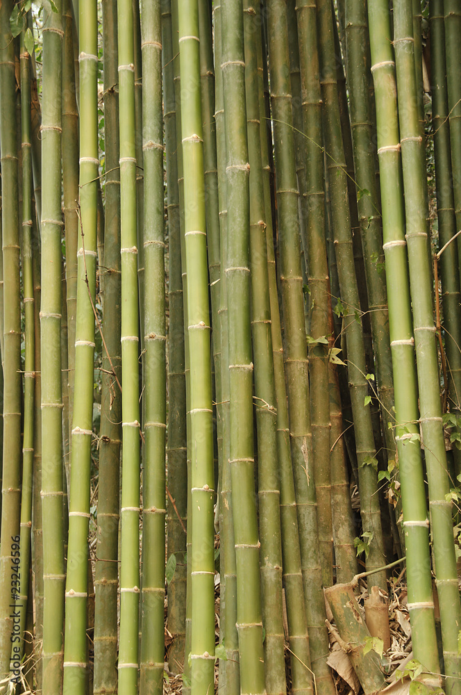 Fototapeta premium Bambus