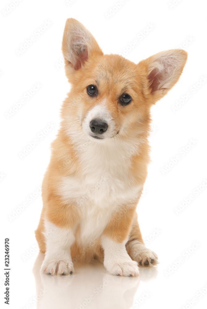 five-month puppy in studio on white background ..
