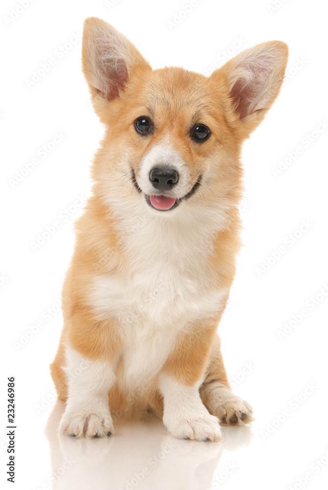 five-month puppy in studio on white background ..