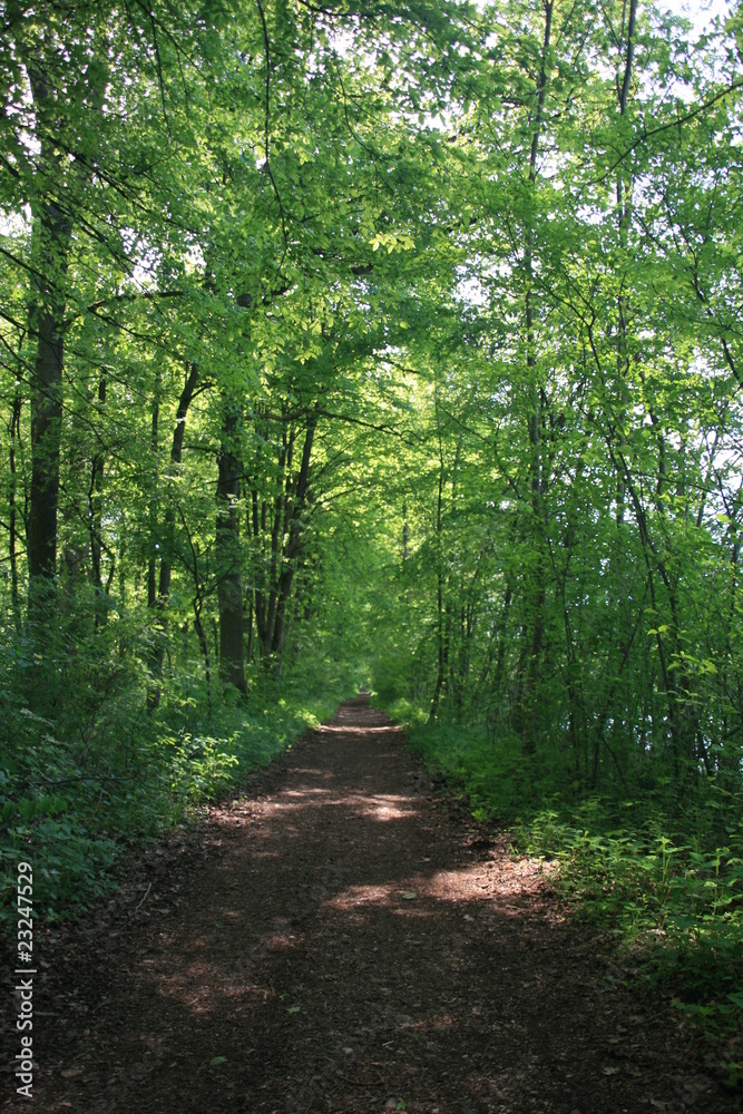 Fototapeta premium Waldspaziergang