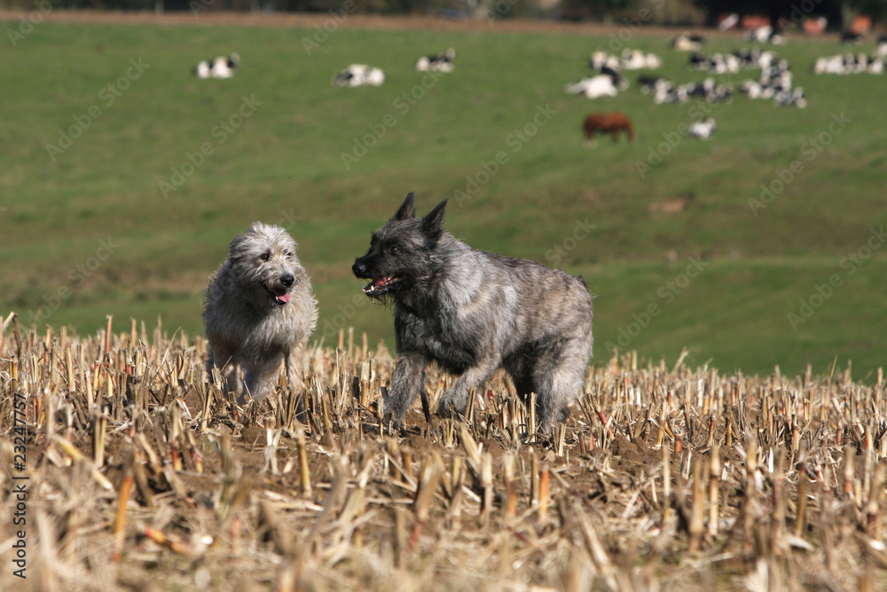 Fototapeta premium course de deux bouviers dans les champs