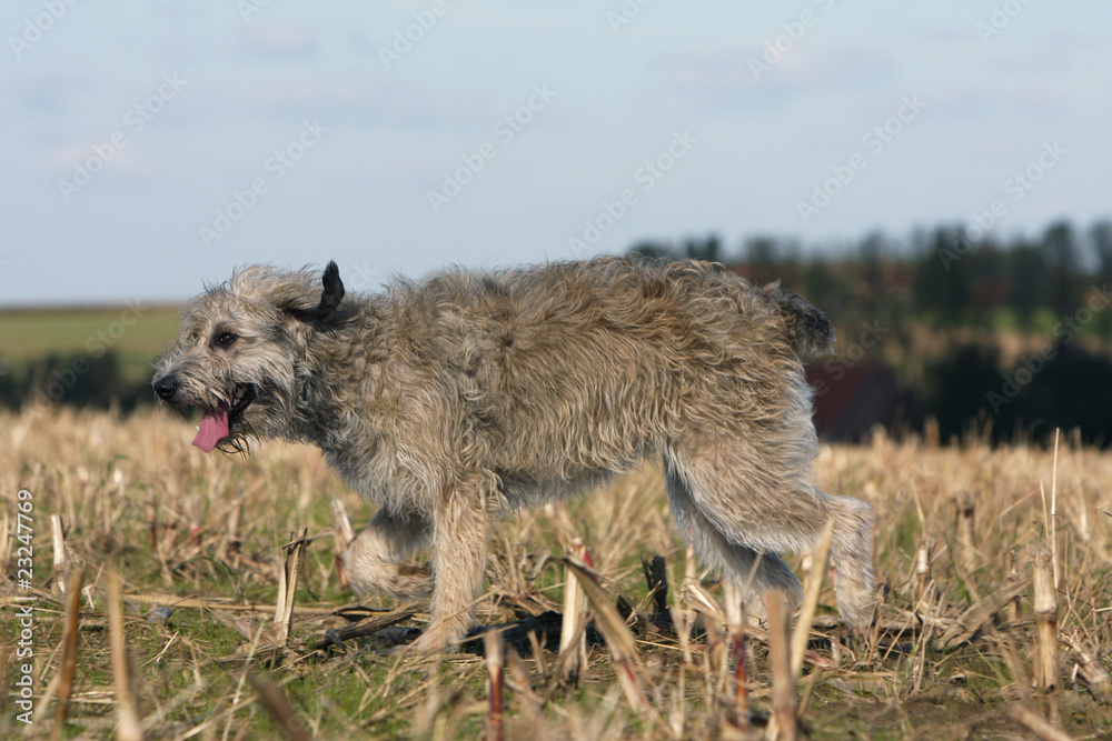 Ardennes cattle dog running