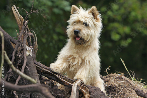 Foto cairn terrier dans les vieilles branches