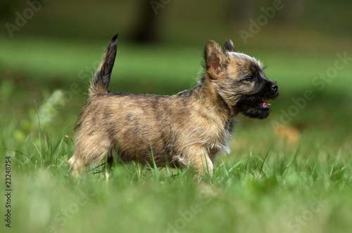 Leinwand Poster magnifique cairn terrier de profil dans l'herbe