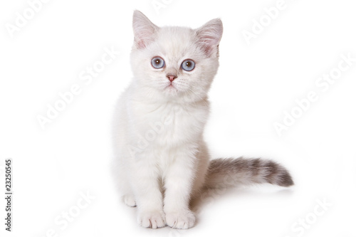 British cat on white background © Dixi_