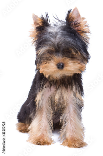 Yorkshire terrier puppy on white background