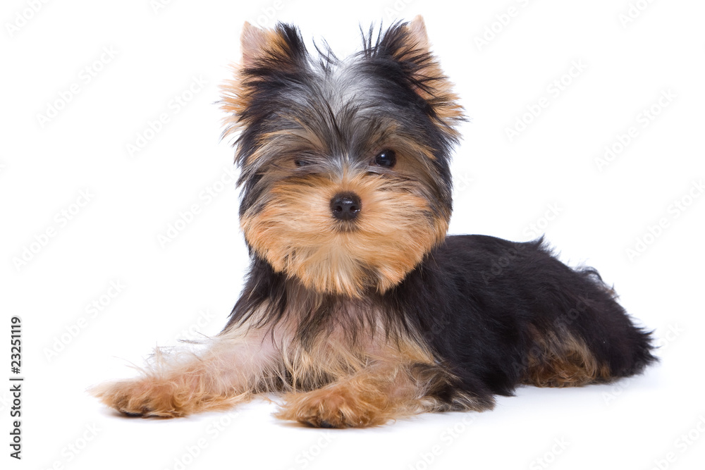 Yorkshire terrier puppy on white background Yorkshire terrier puppy on white background