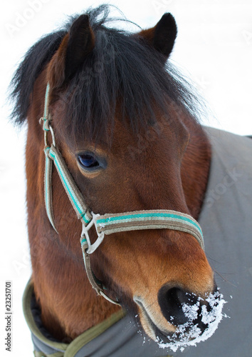 Welsh Pony in the snow