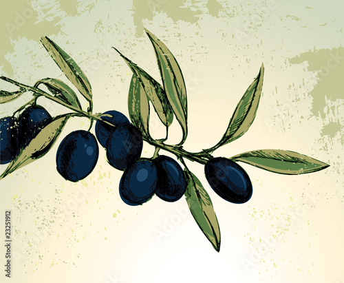 Branch with black olives
