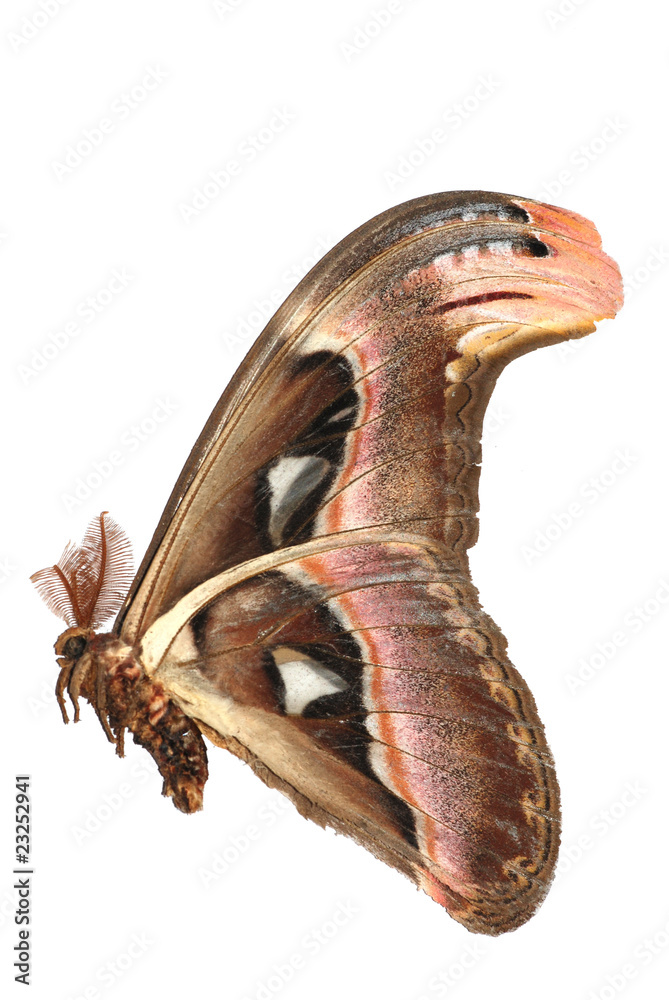 Fototapeta premium giant silkworm moth Attacus atlas