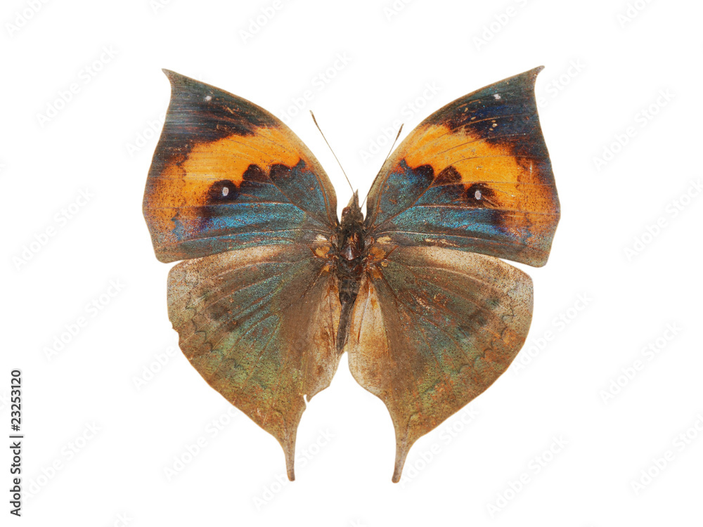 Obraz premium dead leaf butterfly