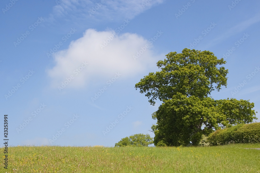 Obraz premium wild flowers and oak tree