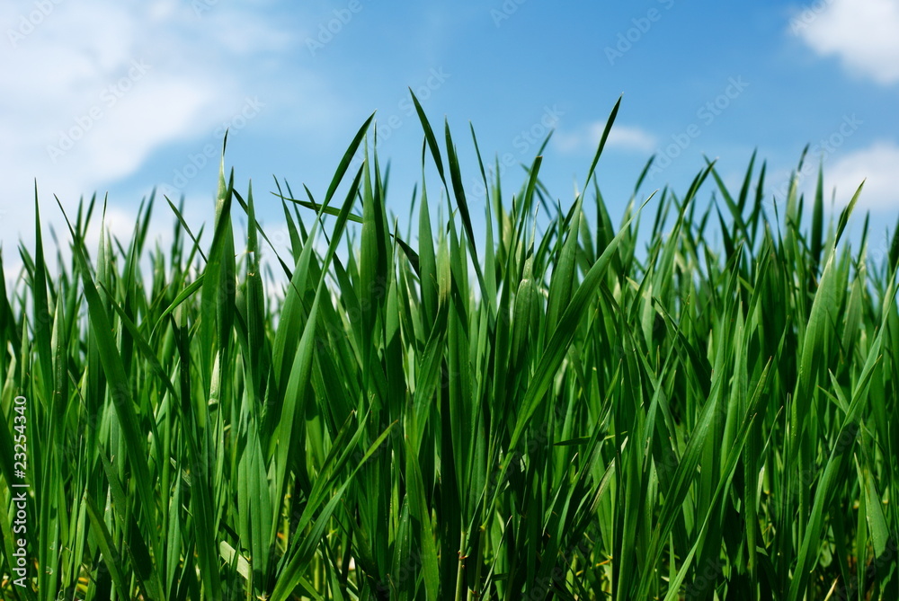 Lush green wheat leaves