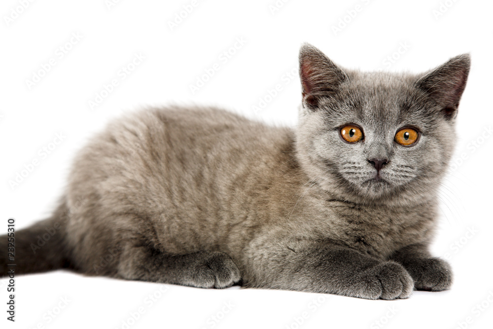 Obraz premium British kitten