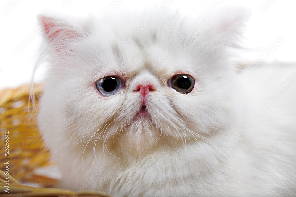 white persian cat