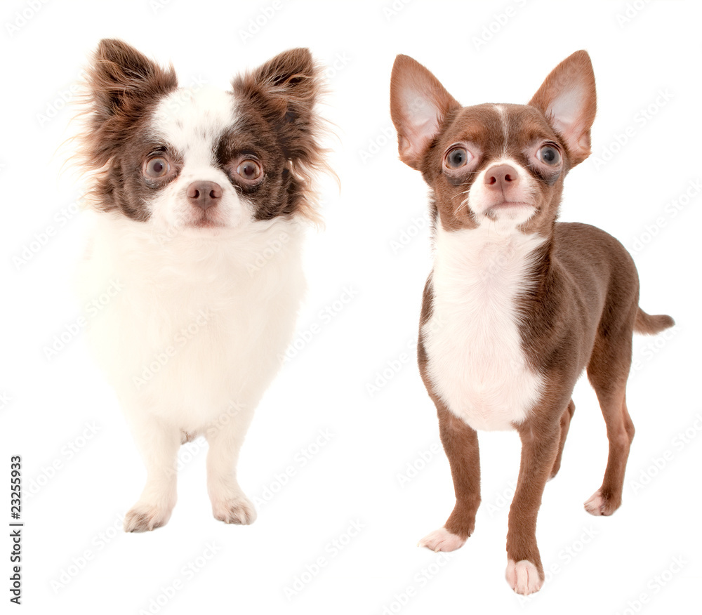 Long and smooth coat chocolate with white chihuahuas Long and smooth coat chocolate with white chihuahuas