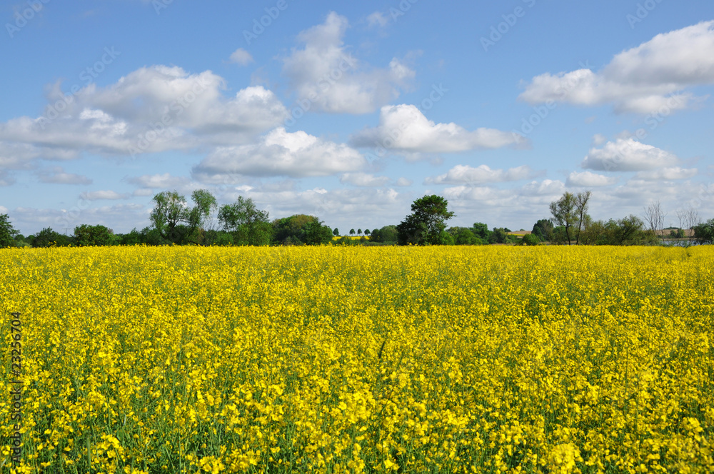 Rapsfeld Rapsfeld