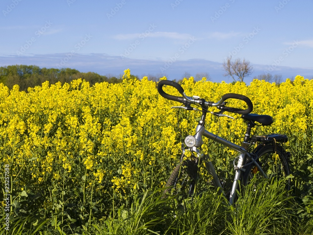 Naklejka premium Fahrradtour in die Natur/ Rapsfeld