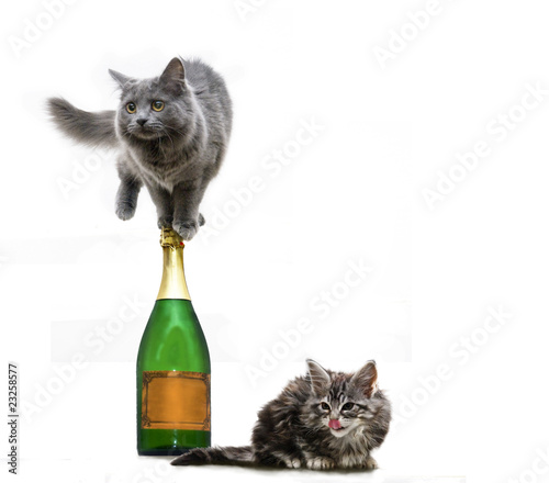 Photography Zwei Katzen wollen feiern